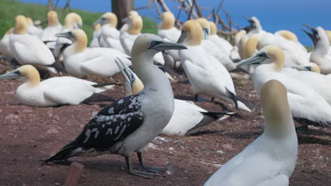 experience the enchanting world of northern gannet birds as they exhibit their natural behavior in stunning 4k slow motion