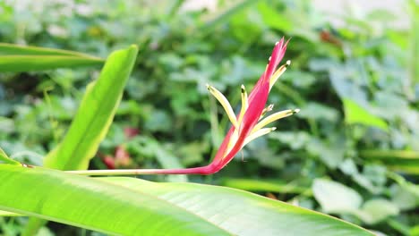 sequential opening of a vibrant heliconia flower