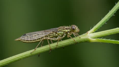close-up examination of a green insect on a plant stem: a detailed look at the structure and features of this fascinating creature
