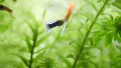 Panning-up-shot-of-a-red-fish-Xiphophorus-hellerii-and-Poecilia-reticulata-in-the-foreground-with-some-plants-in-the-background