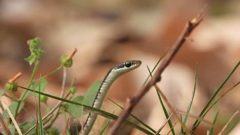 Bronzeback-tree-snake-looking-for-hunt-