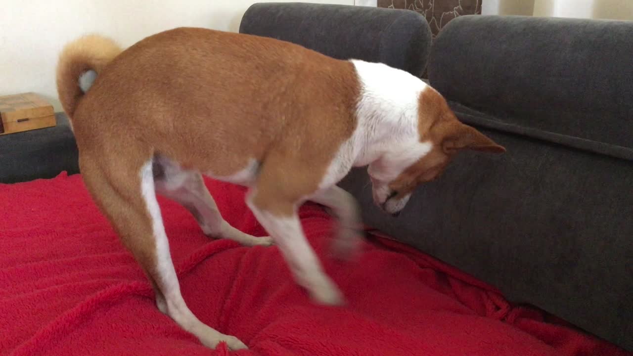 Basenji dog pawing on a sofa