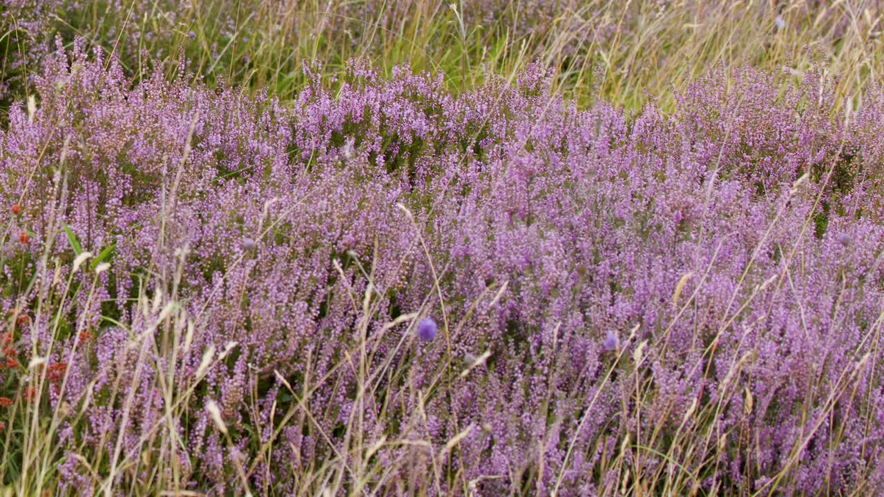 Camera slowly pans over vibrant purple heather and wildflowers in natural Scottish moorland daylight