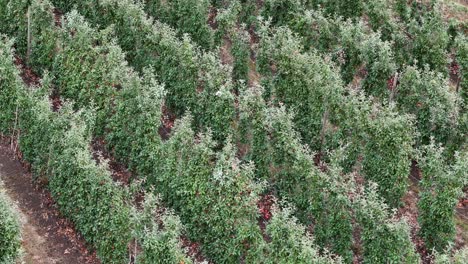 sueños aéreos de manzanas en el valle de okanagan: filas de árboles en los huertos de la columbia británica