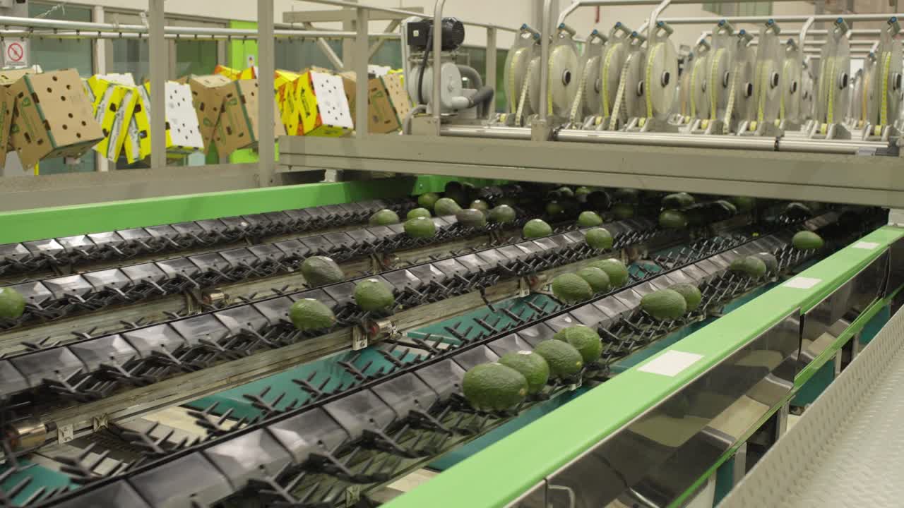 SLOW MOTION SHOT OF A CONVEYOR BELT FULL OF AVOCADOS AT A PACKING HOUSE IN MICHOACAN
