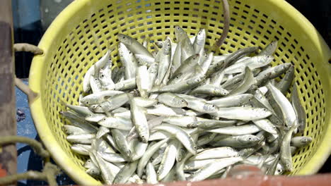 sardina fresca en una canasta en el puerto