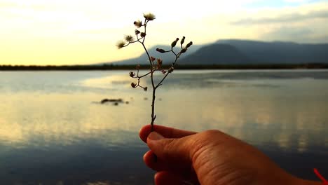 Video-Conceptual-De-Una-Mano-Sosteniendo-Flores-Al-Atardecer-Para-Mostrar-El-Concepto-De-Dejar-Ir,-Apoyar-La-Salud-Mental-Y-La-Tranquilidad-Durante-El-Aislamiento-Y-El-Distanciamiento-Social-Debido-A-La-Pandemia-De-Covid-19