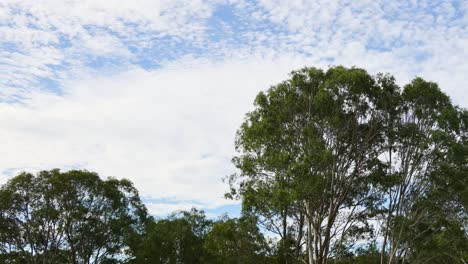 clouds drift above a dense tree line in fast motion