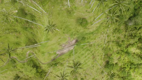 Vogelperspektive-Von-Cocora-Valley-Wachspalmen-Im-Kolumbianischen-Nationalpark-Los-Nevada