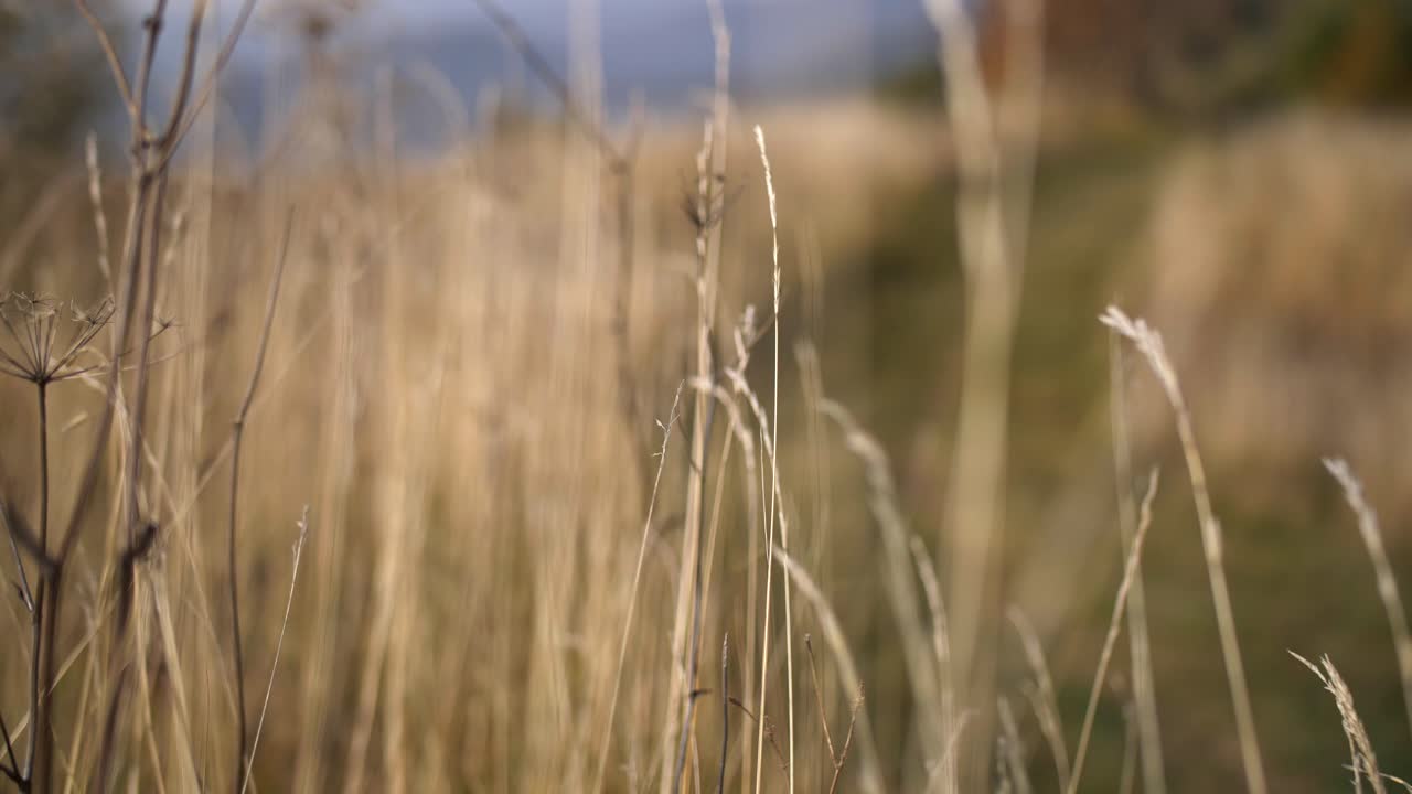 hierba seca amarilla en el viento otoñal, tiro desenfocado con muy poca profundidad de campo, cámara lenta