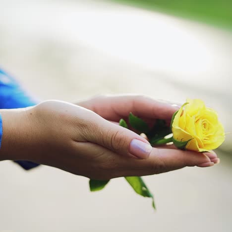 yellow rose in female hands