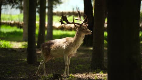 Rehe-Stehen-Stolz-Umgeben-Von-Bäumen-Und-Gehen-Außerhalb-Des-Waldes