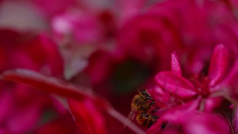 bee collecting nectar on vibrant pink apple blossom in slow motion close-up shot