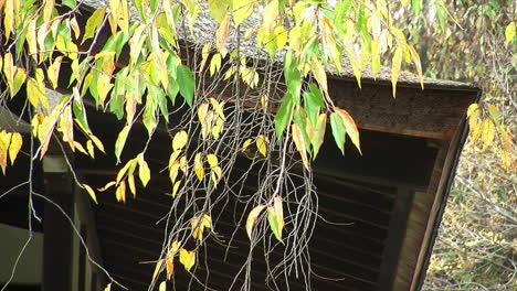 Weeping-cherry-tree-with-colorful-autumn-foliage-in-front-of-Japanese-house