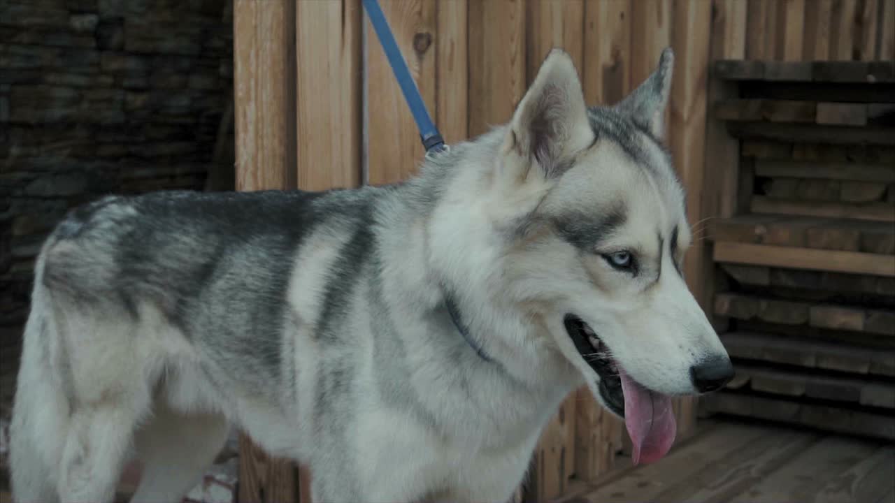 Husky Dog in Front of Wooden Fence