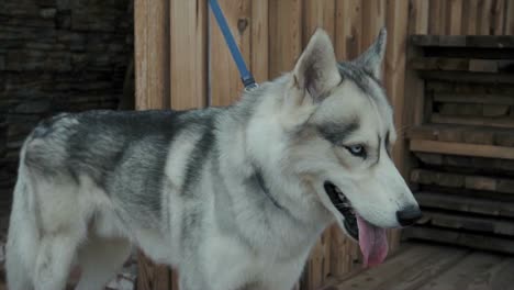 husky dog in front of wooden fence
