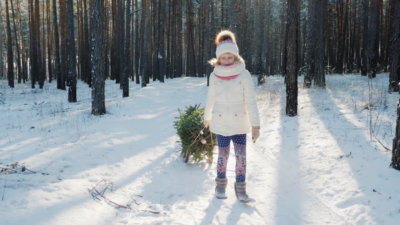 A Little Girl Is Carrying A Christmas Tree On A Wooden Sled Goes Through The Snow-Covered Forest The