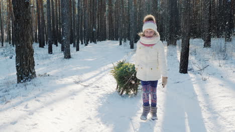 a little girl is carrying a christmas tree on a wooden sled goes through the snow-covered forest the