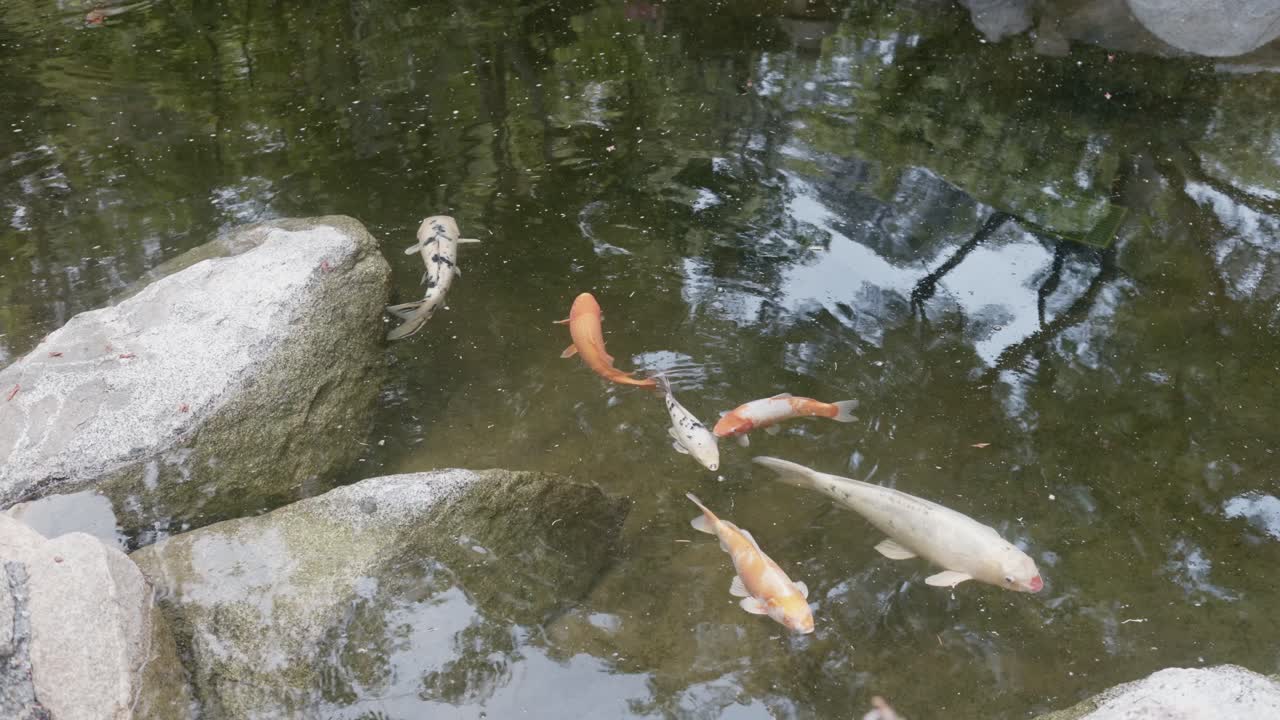 연못 에 있는 코이 물고기