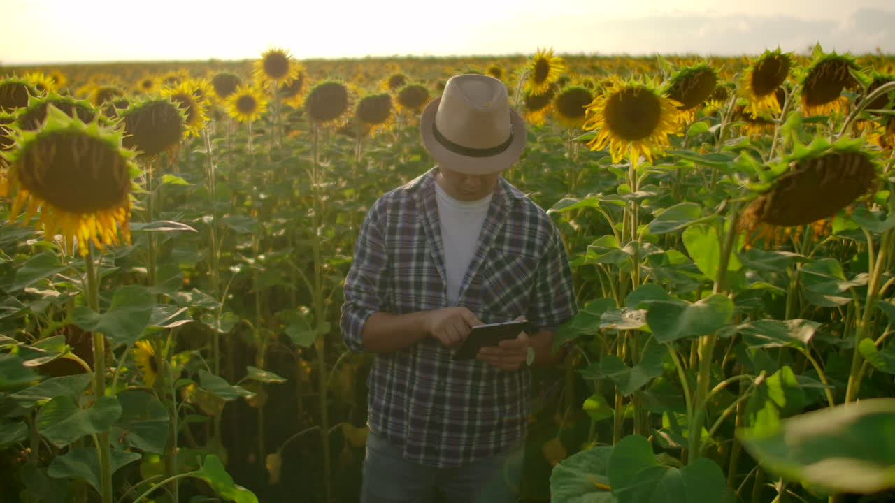 un granjero con un sombrero de paja y una camisa a cuadros está caminando por un campo con muchos girasoles grandes en un día de verano y escribe sus propiedades en su libro electrónico.