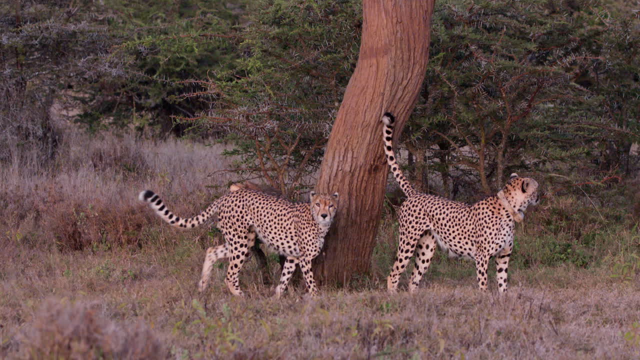 Wide shot of a pair of cheetahs scent marking an acacia tree