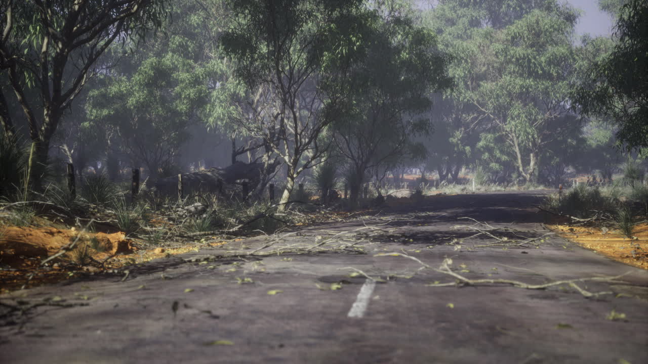 Storm aftermath reveals a peaceful road surrounded by lush trees