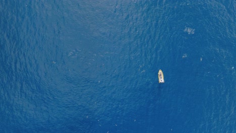 aerial top-down riser above boat surrounded by dolphins in azure blue ocean