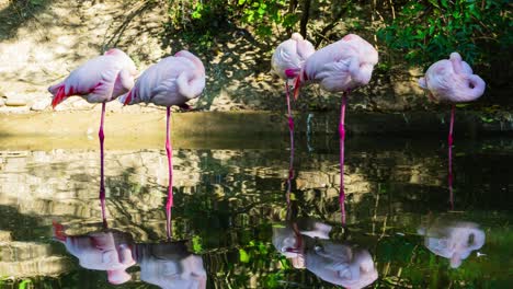 hacer zoom en los flamencos hacer zoom en los flamencos