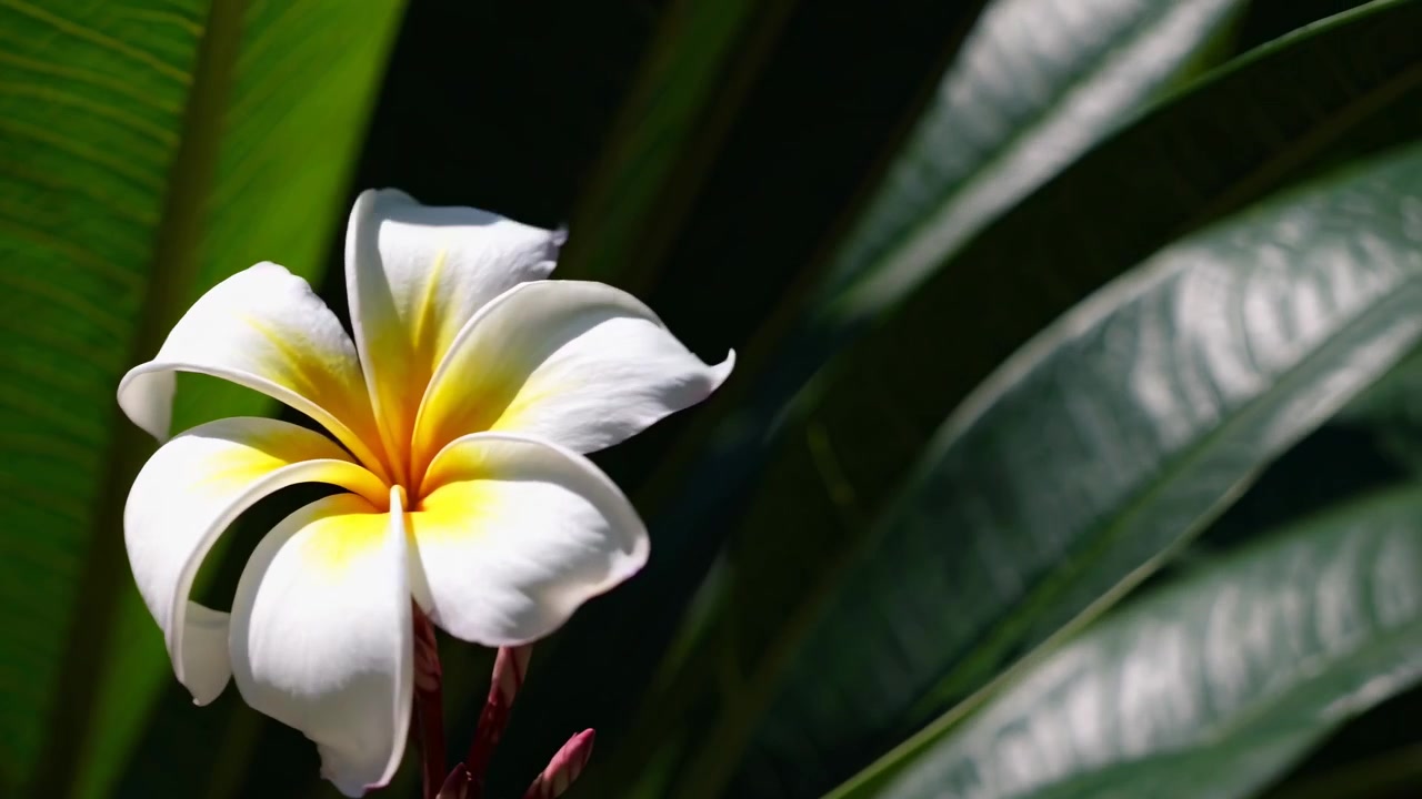 Fiore di Plumeria bianco e giallo che sboccia in giardino tropicale