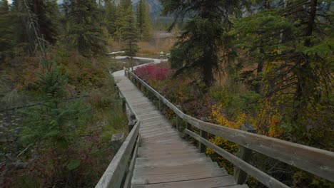 boardwalk by a swamp in forest at autumn wide