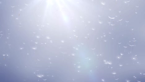 4k loop animation of dandelion seeds and flying dandelions on a blue background
