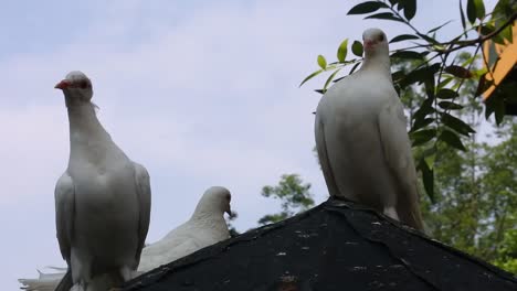 white pigeons perched on rooftop of the house