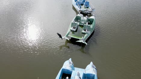 Overview-of-old-and-broken-paddle-boats-lined-by-the-side-of-a-lake-with-seagull-birds-perched-on-the-boats-on-a-sunny-day-in-Israel