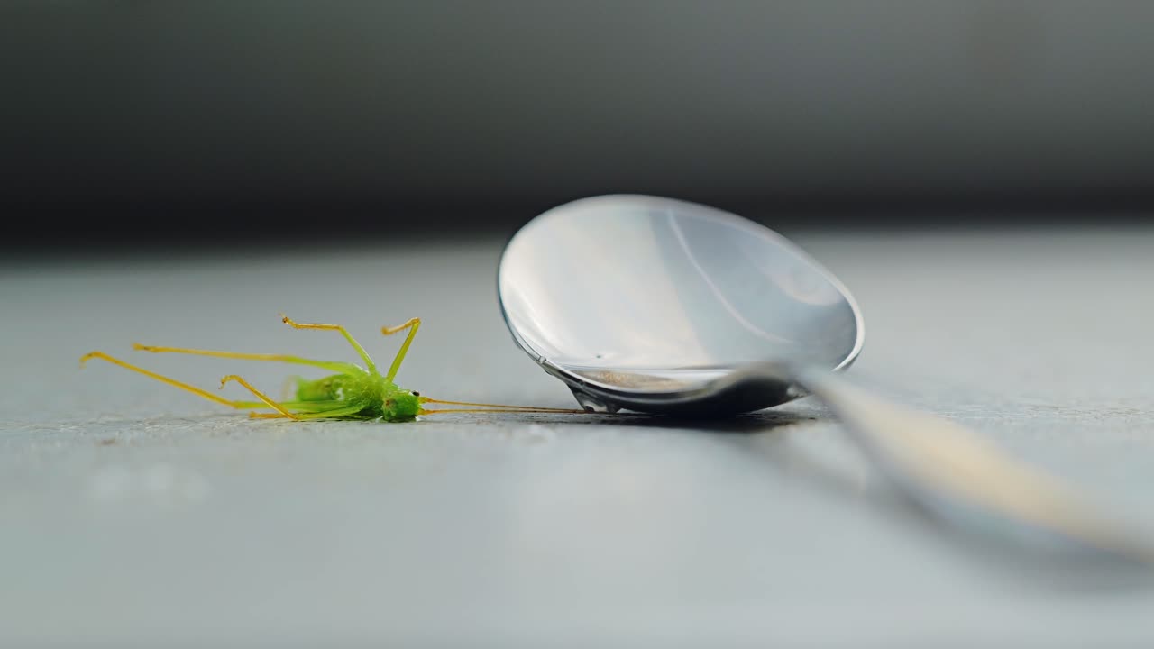 Insect killed by toxic human medicine next to spoon, biodiversity collapse