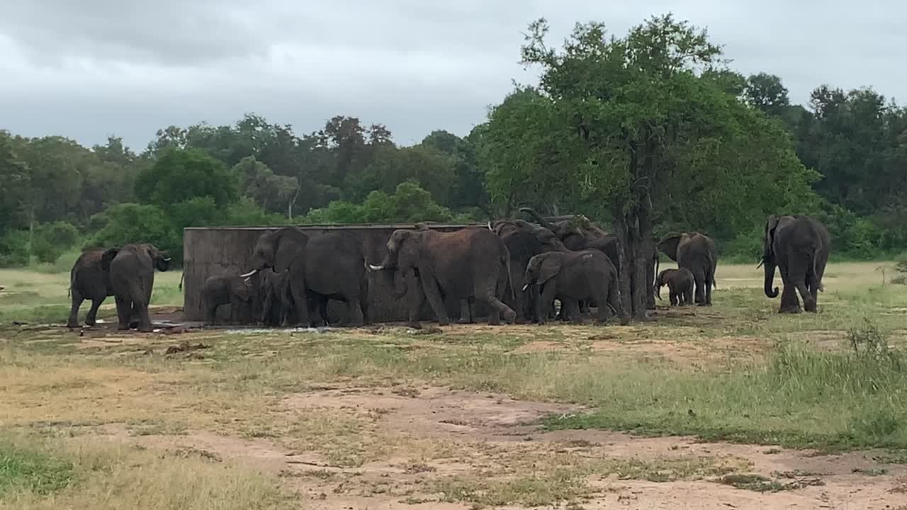 Elephants meet at large cistern to drink water in the rain, Kruger NP