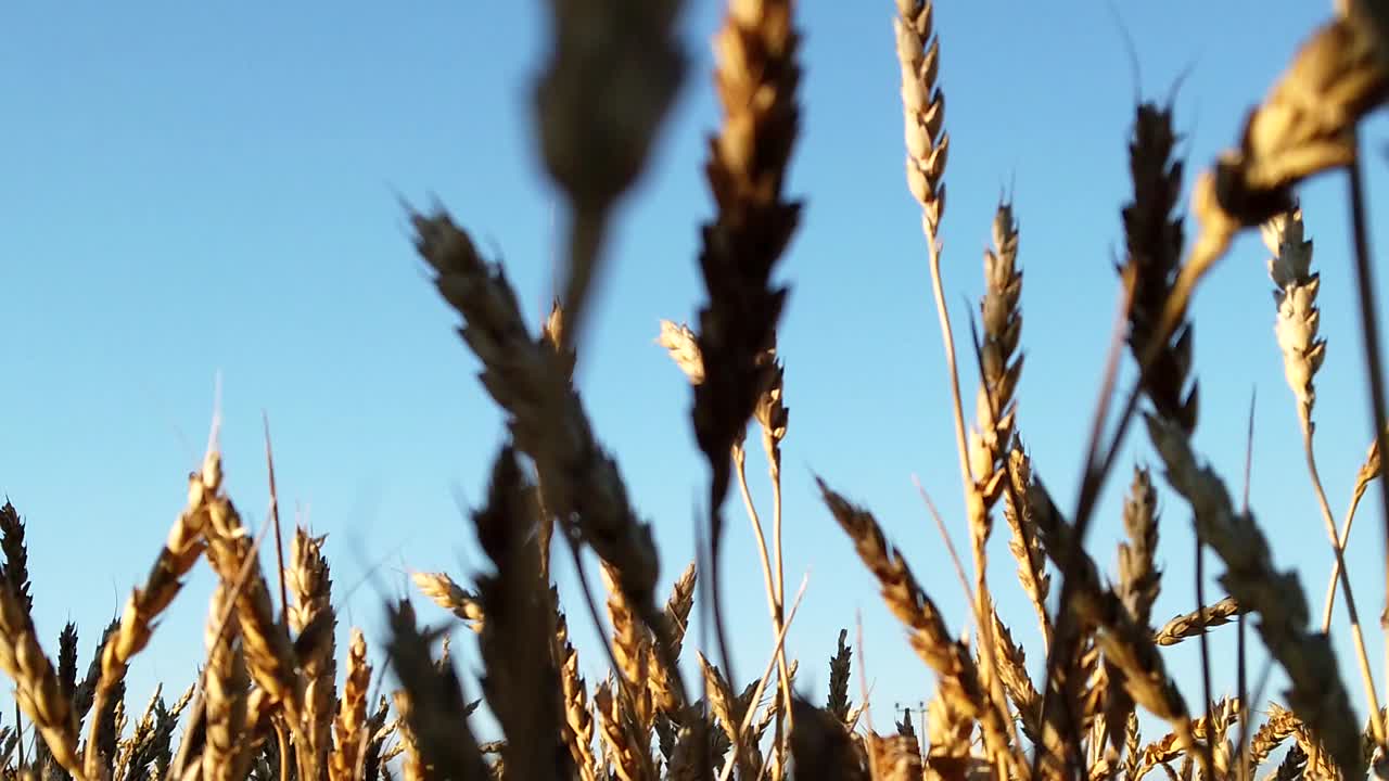 крупный план поздней озимой пшеницы