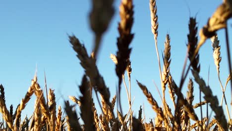 close up footage of late winter wheat