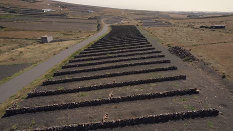 Vulkanische-Kulturen-In-Feldern,-Lanzarote,-Kanarische-Inseln,-Spanien