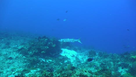 Großer-Barrakuda,-Der-über-Riff-Im-Karibischen-Meer-Von-Cozumel-Schwimmt