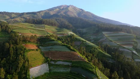 vista de avión no tripulado de la plantación en la ladera de la montaña