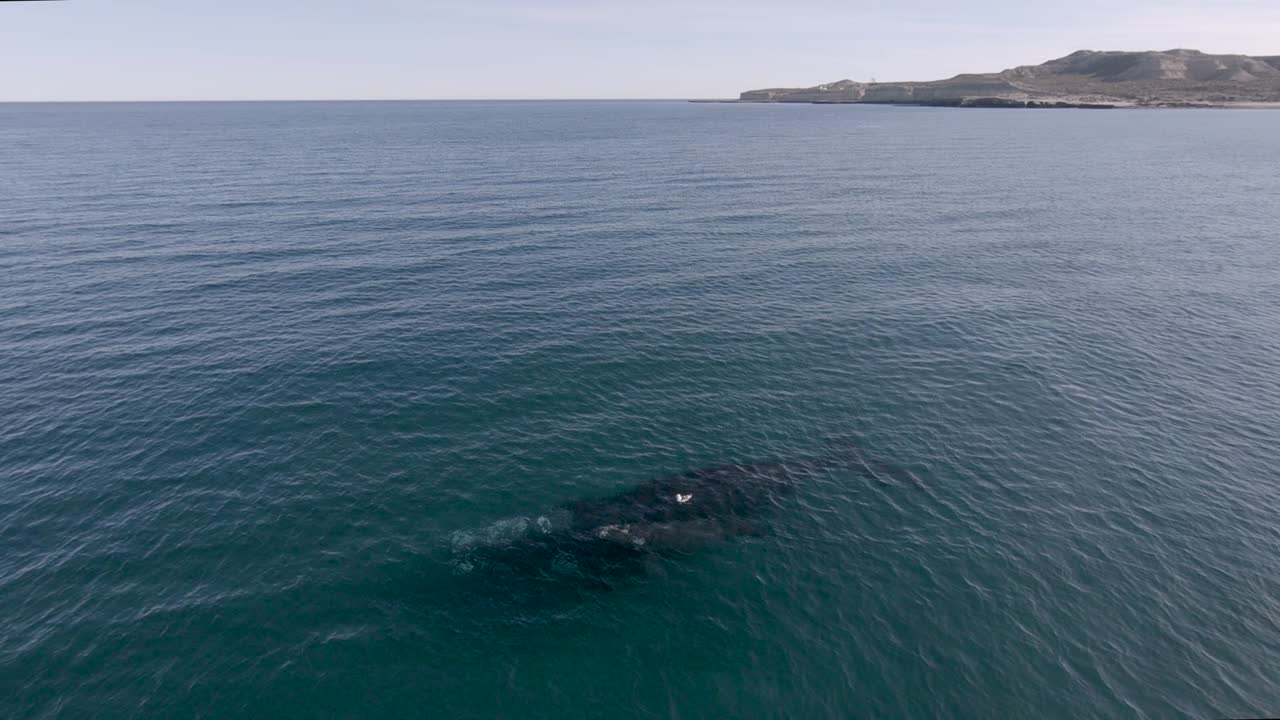 ballena bebé sube para respirar y una gaviota le muerde la espalda - toma aérea