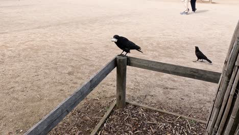 two crows interacting near a wooden fence