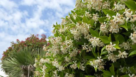 Nahaufnahme-Eines-Jasminstrauchs,-Der-Aus-Einem-Niedrigen-Winkel-Gegen-Den-Himmel-Geschossen-Wurde