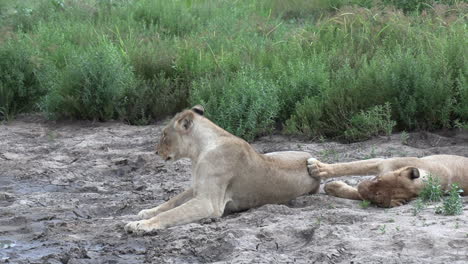 a sleepy afternoon under the sun in africa as a group of lionesses lounge under the heat