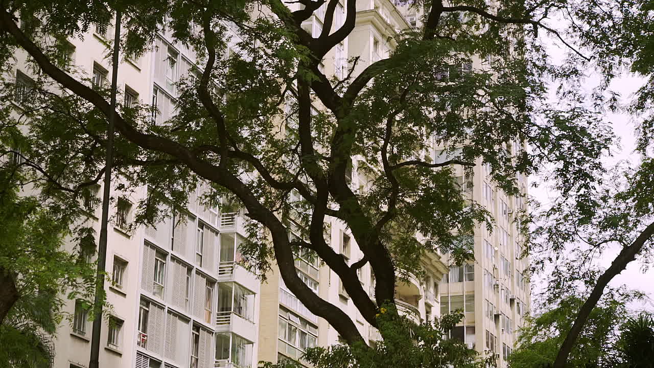 B roll of a tree in front of bege and white building in the center of São Paulo city in Brazil