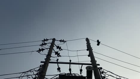 low angle wide shot silhouette of power lines against a clear sky. bird flying out of frame.