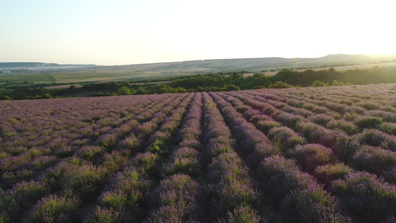 El campo de lavanda al amanecer