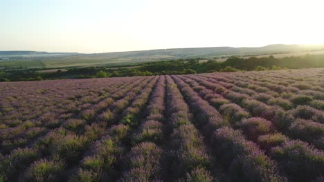campo de lavanda al amanecer