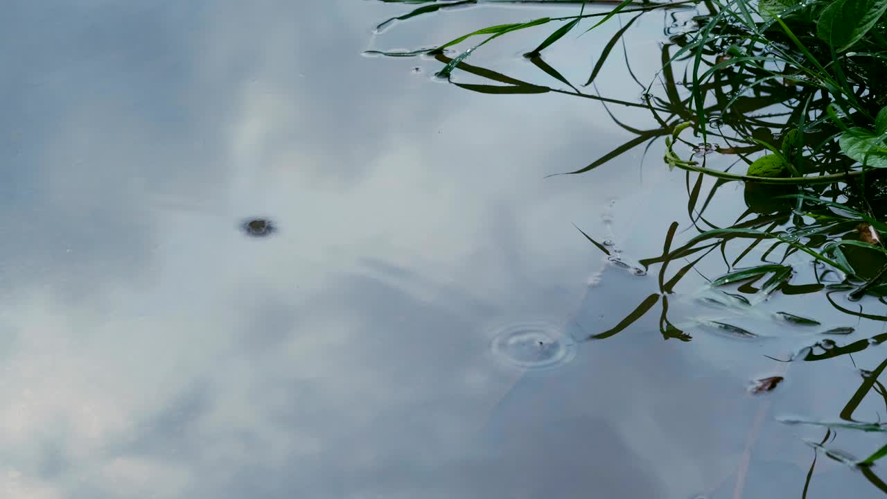 Ripples of a puddle of rain on pavement.