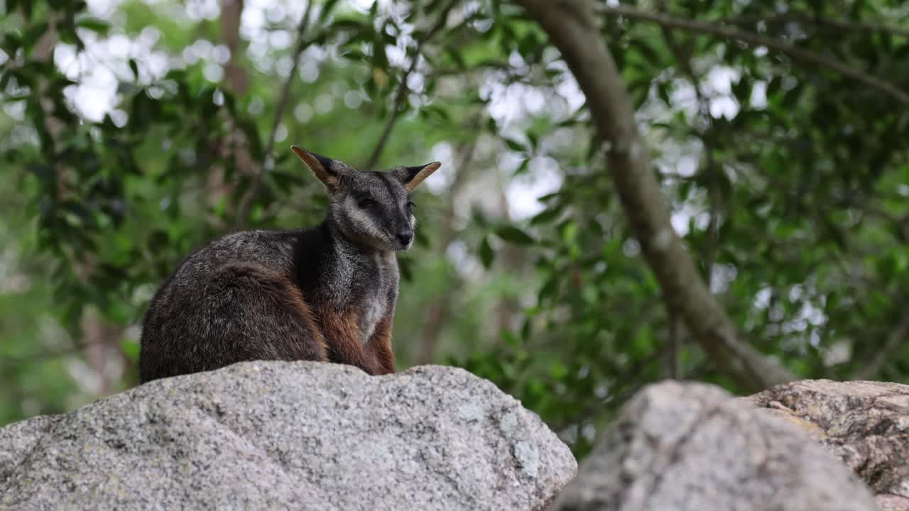 el wallaby se sienta encima de una roca en medio de una exuberante vegetación
